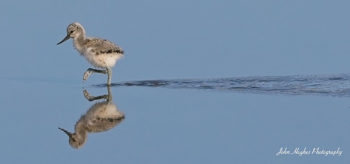 Young avocet